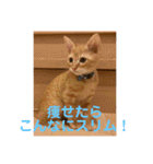 茶トラのもあくん①（個別スタンプ：21）