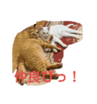 茶トラのもあくん①（個別スタンプ：22）