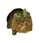 短足マンチカン クリスタちゃん（個別スタンプ：1）