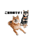 ポメ柴×豆柴（個別スタンプ：1）