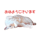 ビアンカですが、なにか問題でも？（個別スタンプ：9）