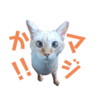 ビアンカですが、なにか問題でも？（個別スタンプ：11）