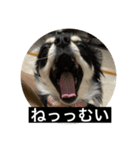 丸ちゃんの戯言（個別スタンプ：4）
