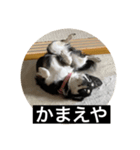 丸ちゃんの戯言（個別スタンプ：5）