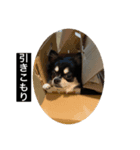 丸ちゃんの戯言（個別スタンプ：8）