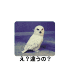 鳥さんからのメッセージ（個別スタンプ：4）