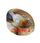 鳥さんからのメッセージ（個別スタンプ：13）