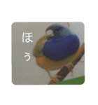 鳥さんからのメッセージ（個別スタンプ：14）