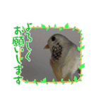 鳥さんからのメッセージ（個別スタンプ：15）