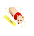 白柴レイコの暮らし（個別スタンプ：3）