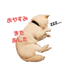 白柴レイコの暮らし（個別スタンプ：8）