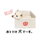 白柴レイコの暮らし（個別スタンプ：12）