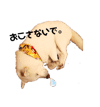 白柴レイコの暮らし（個別スタンプ：13）