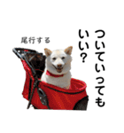 白い犬さくら。プレッシャーをかける（個別スタンプ：4）