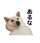 白い犬さくら。プレッシャーをかける（個別スタンプ：7）