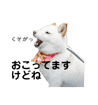 白い犬さくら。プレッシャーをかける（個別スタンプ：9）