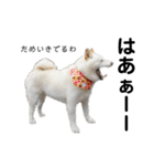 白い犬さくら。プレッシャーをかける（個別スタンプ：10）