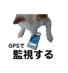 白い犬さくら。プレッシャーをかける（個別スタンプ：16）