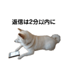 白い犬さくら。プレッシャーをかける（個別スタンプ：19）