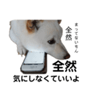 白い犬さくら。プレッシャーをかける（個別スタンプ：22）
