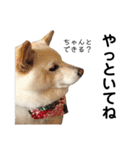 白い犬さくら。プレッシャーをかける（個別スタンプ：24）