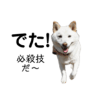 白い犬さくら。プレッシャーをかける（個別スタンプ：34）