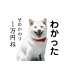白い犬さくら。プレッシャーをかける（個別スタンプ：35）