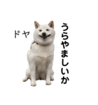 白い犬さくら。プレッシャーをかける（個別スタンプ：36）