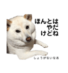 白い犬さくら。プレッシャーをかける（個別スタンプ：37）