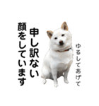 白い犬さくら。プレッシャーをかける（個別スタンプ：38）