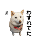 白い犬さくら。プレッシャーをかける（個別スタンプ：39）