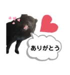 黒ポメクロ君 日常使えるスタンプ第2弾（個別スタンプ：2）