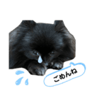 黒ポメクロ君 日常使えるスタンプ第2弾（個別スタンプ：3）