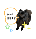 黒ポメクロ君 日常使えるスタンプ第2弾（個別スタンプ：5）