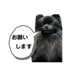 黒ポメクロ君 日常使えるスタンプ第2弾（個別スタンプ：7）