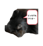 黒ポメクロ君 日常使えるスタンプ第2弾（個別スタンプ：8）