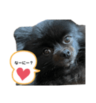 黒ポメクロ君 日常使えるスタンプ第2弾（個別スタンプ：9）