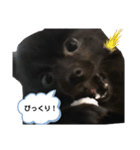 黒ポメクロ君 日常使えるスタンプ第2弾（個別スタンプ：10）