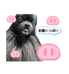 黒ポメクロ君 日常使えるスタンプ第2弾（個別スタンプ：16）