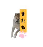 柴犬ふく③（個別スタンプ：1）