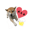 柴犬ふく③（個別スタンプ：2）