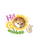 柴犬ふく③（個別スタンプ：3）