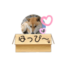 柴犬ふく③（個別スタンプ：4）