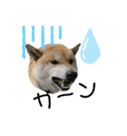 柴犬ふく③（個別スタンプ：5）