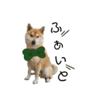 柴犬ふく③（個別スタンプ：6）