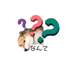 柴犬ふく③（個別スタンプ：7）