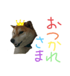柴犬ふく③（個別スタンプ：8）