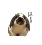 うさぎたちの本音（個別スタンプ：1）