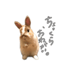 うさぎたちの本音（個別スタンプ：3）
