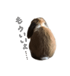 うさぎたちの本音（個別スタンプ：4）